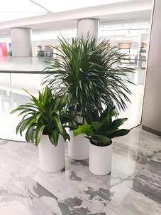 想在慈溪低价租绿植？这里价格超实惠，速来了解！